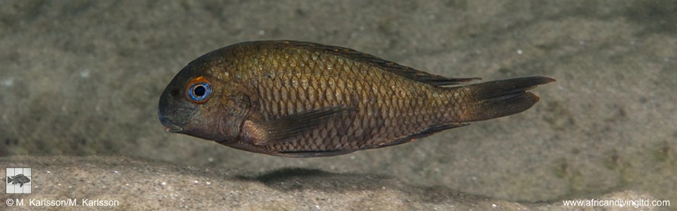 Tropheus sp. 'kirschfleck' Karilani Island