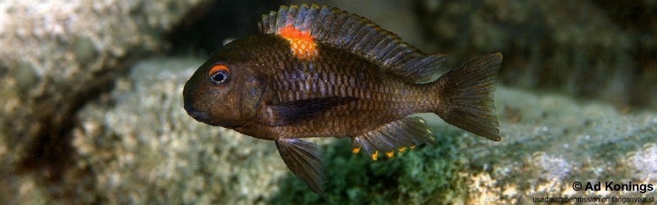 Tropheus sp. 'kirschfleck' Katumbi Point