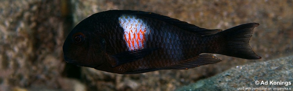 Tropheus sp. 'kirschfleck' Luagala Point