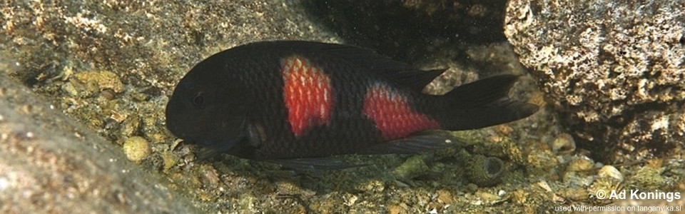 Tropheus sp. 'kirschfleck' Lubugwe Bay