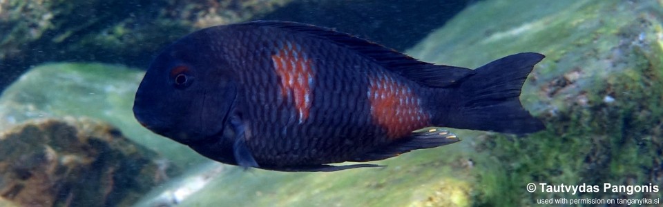 Tropheus sp. 'kirschfleck' Lufungu Bay