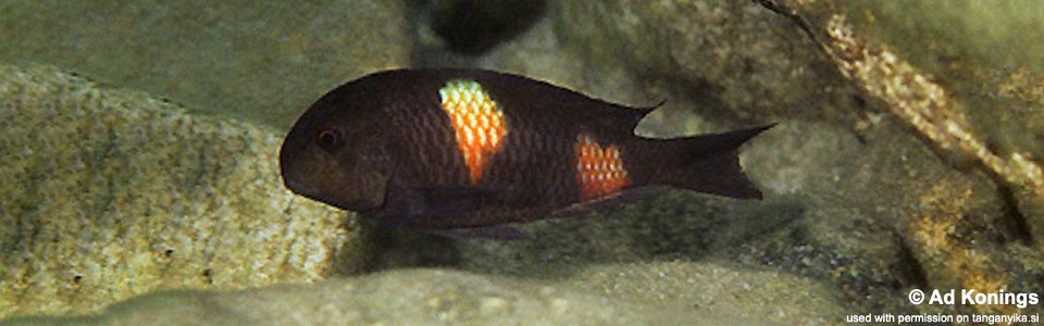 Tropheus sp. 'kirschfleck' Lumbye Bay