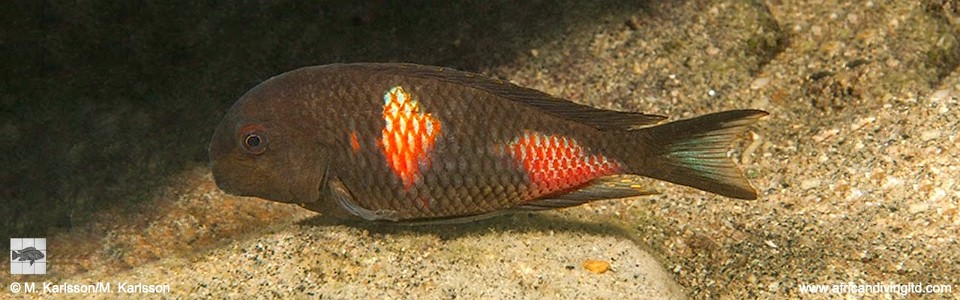 Tropheus sp. 'kirschfleck' Lyamembe