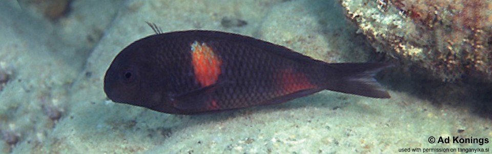 Tropheus sp. 'kirschfleck' Mabilibili Bay