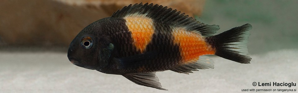 Tropheus sp. 'kirschfleck' Mahale Mountains NP