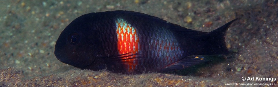 Tropheus sp. 'kirschfleck' Musofwe Bay