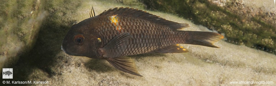 Tropheus sp. 'kirschfleck' Pasagulu Point