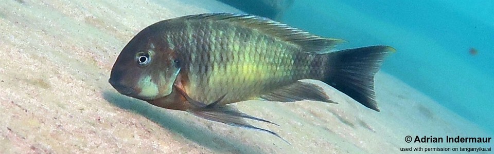 Tropheus sp. 'limespot' Kalya<br><font color=gray>Tropheus sp. 'maculatus' Kalya</font> 