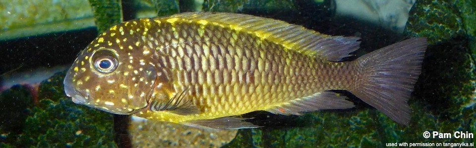 Tropheus sp. 'limespot' Kikoti<br><font color=gray>Tropheus sp. 'maculatus' Kikoti<br> Yellow Murago</font> 