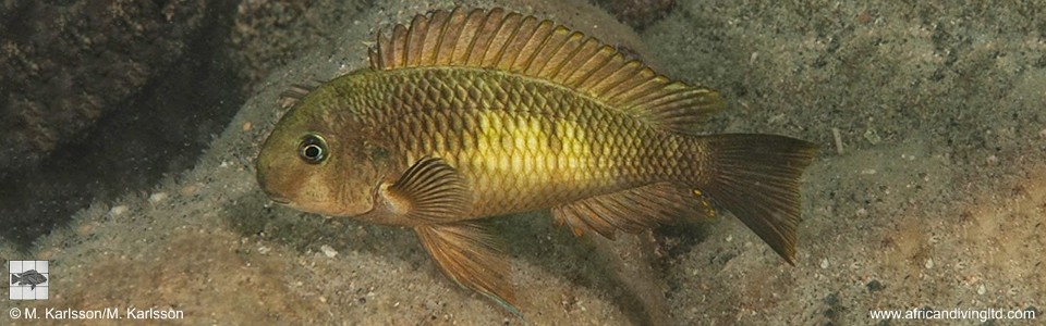 Tropheus sp. 'limespot' Lyamembe<br><font color=gray>Tropheus sp. 'maculatus' Lyamembe</font> 