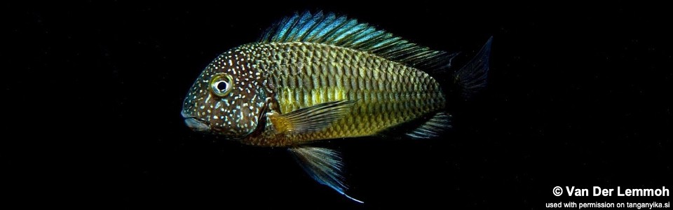 Tropheus sp. 'limespot' Mulunguzi<br><font color=gray>Tropheus sp. 'maculatus' Mulunguzi<br> Green Murago</font> 