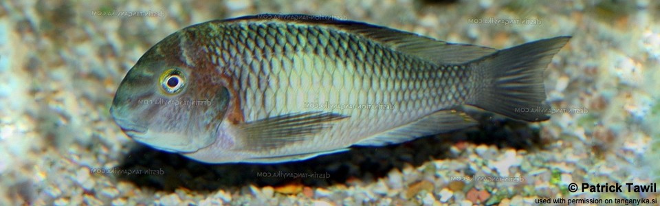 Tropheus sp. 'limespot' Mwerazi<br><font color=gray>Tropheus sp. 'maculatus' Mwerazi</font> 