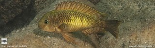 Tropheus sp. 'limespot' Lyamembe.jpg