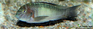 Tropheus sp. 'limespot' Mwerazi.jpg