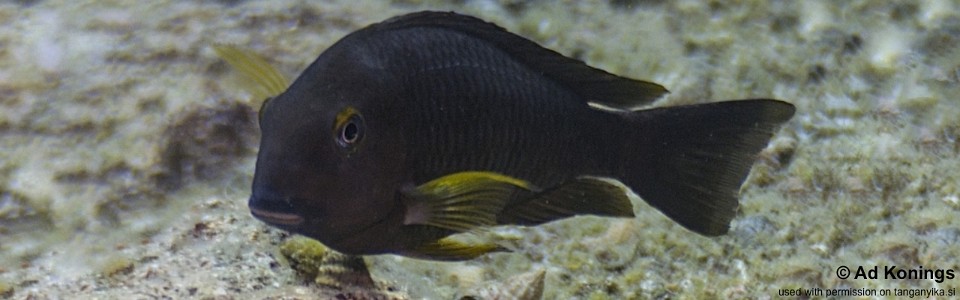 Tropheus sp. 'lukuga' Bilila (Kavala) Island<br><font color=gray>Tropheus brichardi 'Bilila (Kavala) Island'</font> 