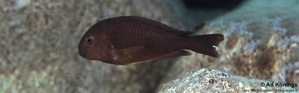 Tropheus sp. 'lukuga' Bulu Point<br><font color=gray>Tropheus brichardi 'Bulu Point'</font> 