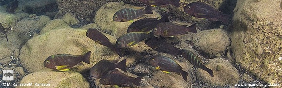 Tropheus sp. 'lukuga' Magambo Island<br><font color=gray>Tropheus brichardi 'Magambo Island'</font> 