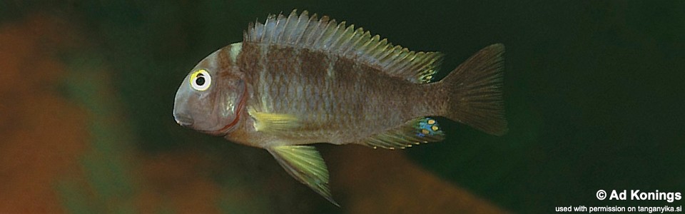 Tropheus sp. 'lukuga' Kalemie<br><font color=gray>Tropheus brichardi 'Kalemie'</font> 