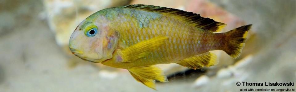 Tropheus sp. 'lukuga' Karilani Island<br><font color=gray>(Kushaganaza)<br>Tropheus brichardi 'Karilani Island' (Kushaganaza)</font> 