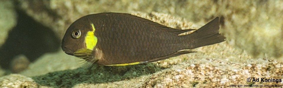 Tropheus sp. 'lukuga' Kawasindi Island<br><font color=gray>Tropheus brichardi 'Kawasindi Island'<br>(Canary Cheek)</font>  