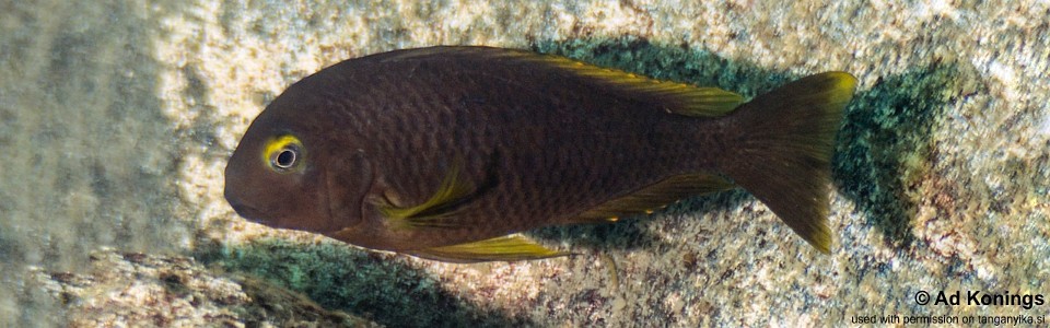 Tropheus sp. 'lukuga' Kibige Island<br><font color=gray>Tropheus brichardi 'Kibige Island'</font> 