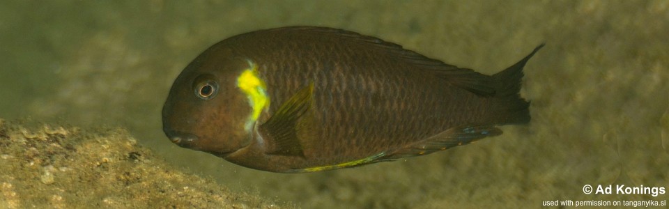 Tropheus sp. 'lukuga' Kiliza<br><font color=gray>Tropheus brichardi 'Kiliza'<br>(Canary Cheek)</font> 