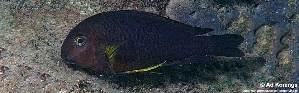 Tropheus sp. 'lukuga' Magambo<br><font color=gray>Tropheus brichardi 'Magambo'</font> 