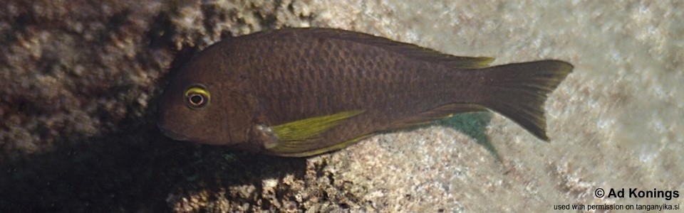 Tropheus sp. 'lukuga' Milima Island<br><font color=gray>Tropheus brichardi 'Milima Island'</font> 