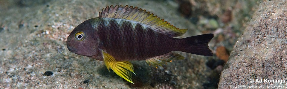 Tropheus sp. 'lukuga' Miyako Point<br><font color=gray>Tropheus brichardi 'Miyako Point'</font> 