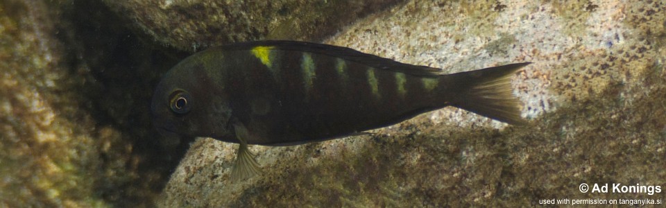 Tropheus sp. 'lukuga' Rubumba<br><font color=gray>Tropheus brichardi 'Rubumba'</font> 