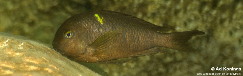 Tropheus sp. 'lukuga' Titcha<br><font color=gray>Tropheus brichardi 'Titcha'</font> 