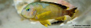 Tropheus sp. 'lukuga' Karilani Island (Kushaganaza).jpg