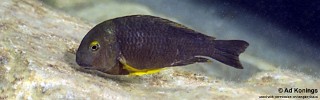 Tropheus sp. 'lukuga' Katenga.jpg