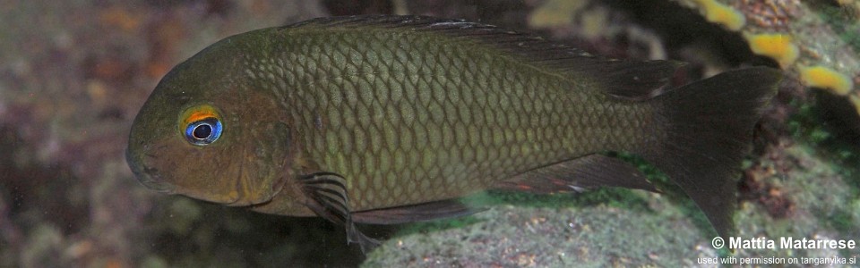 Tropheus sp. 'mpimbwe' Kaswente Bay