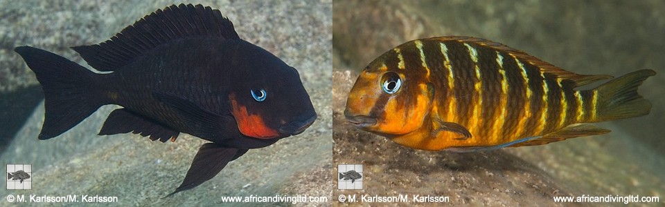 Tropheus sp. 'mpimbwe' Katondo Point<br>(Red Cheek)