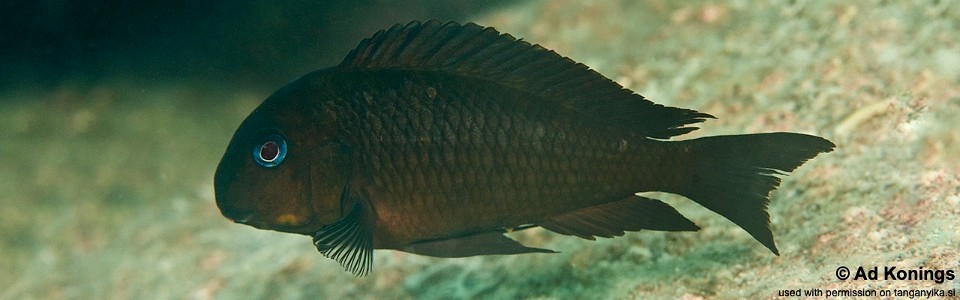 Tropheus sp. 'mpimbwe' Kemp