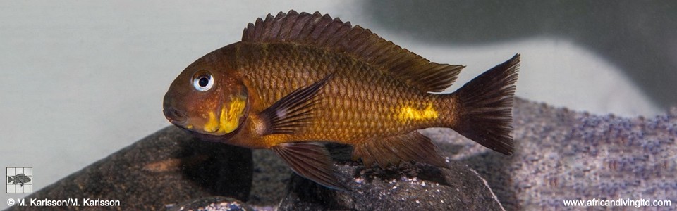 Tropheus sp. 'mpimbwe' Kolwe Point<br>(Caudal Stripe)