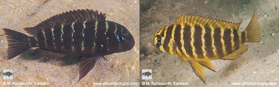 Tropheus sp. 'mpimbwe' Udachi