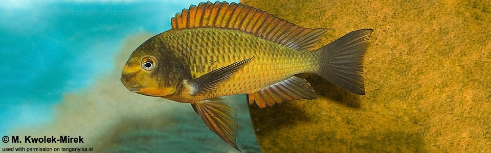 Tropheus sp. 'red' Cape Kachese<br>Golden Kazumba