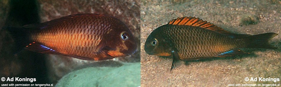 Tropheus sp. 'red' Cape Kachese