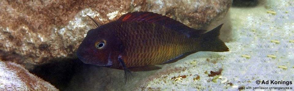 Tropheus sp. 'red' Cape Nundo<br><font color=gray>Golden Chisanse</font>  