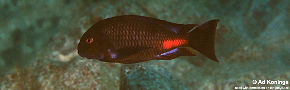 Tropheus sp. 'red' Katete