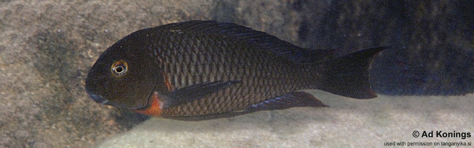 Tropheus sp. 'red' Kiku