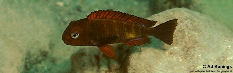 Tropheus sp. 'red' Sumbu Island