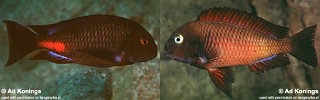 Tropheus sp. 'red'