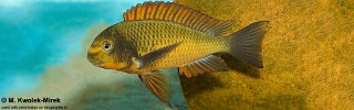 Tropheus sp. 'red' Cape Kachese (Golden Kazumba).jpg