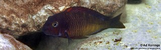 Tropheus sp. 'red' Cape Nundo.jpg