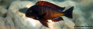 Tropheus sp. 'red' Ndole Bay.jpg