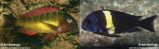 Tropheus