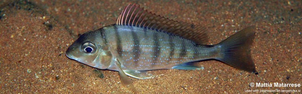 Tylochromis polylepis 'Kalyeza Bay'